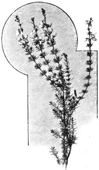 cluster of flowers