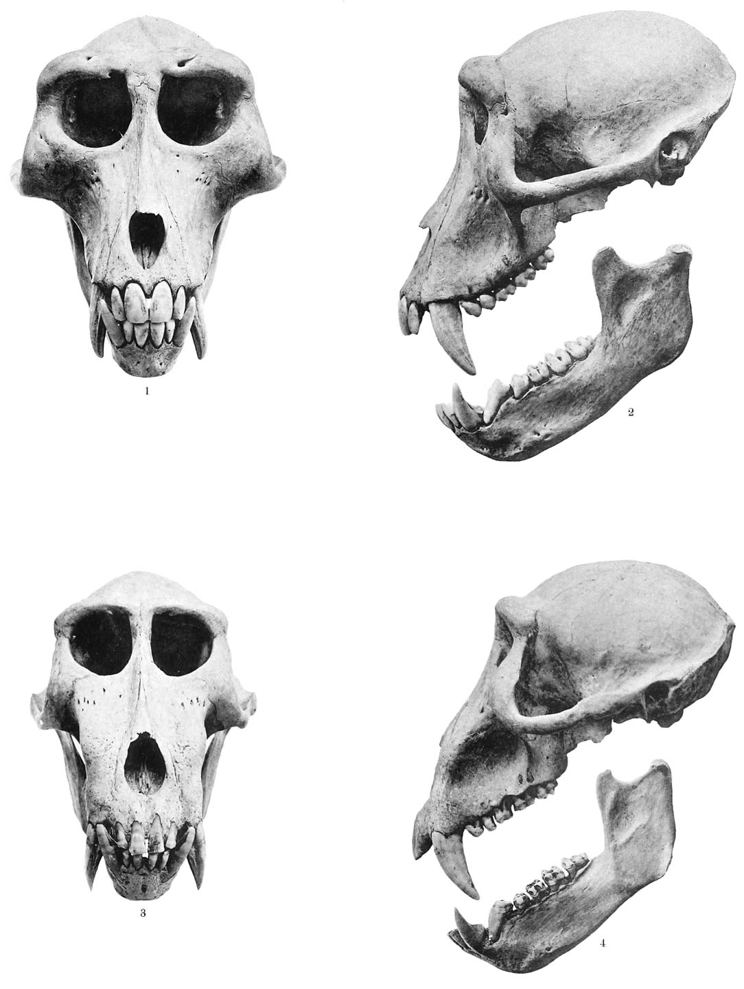 1–2 Macacus maurus F. Cuv. 3–4 Cynopithecus niger (Desm.)