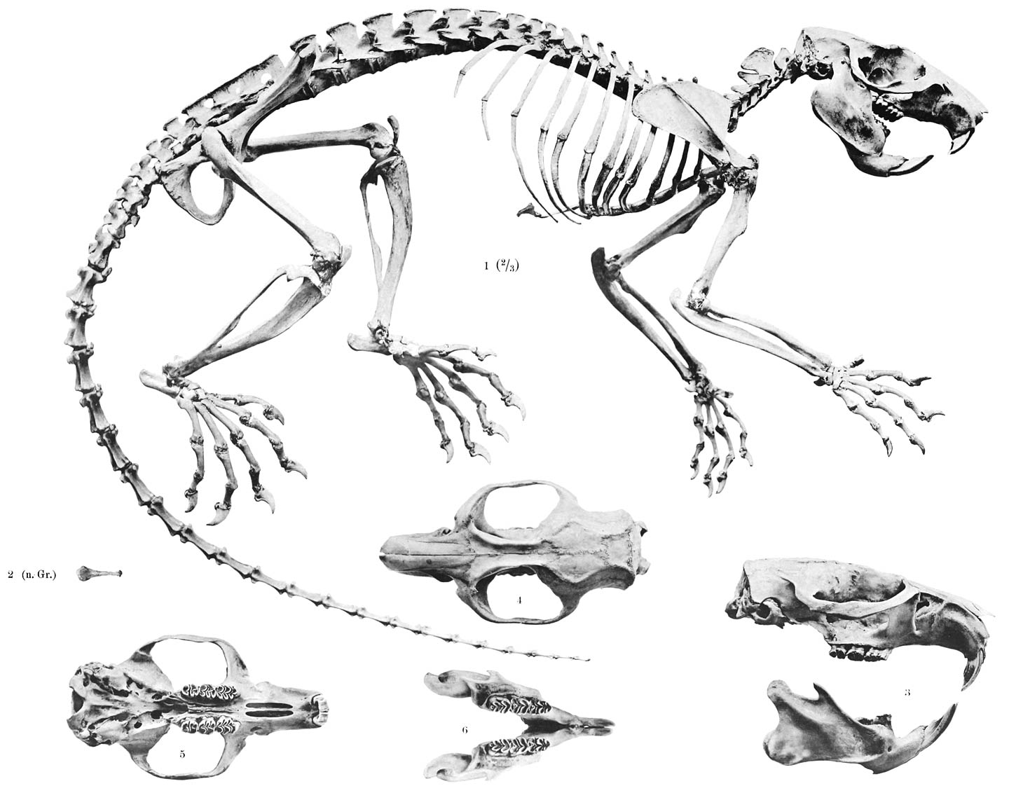 1–2 Phlœomys cumingi Wtrh. 3–6 Crateromys schadenbergi (A. B. Meyer) n. Gr.