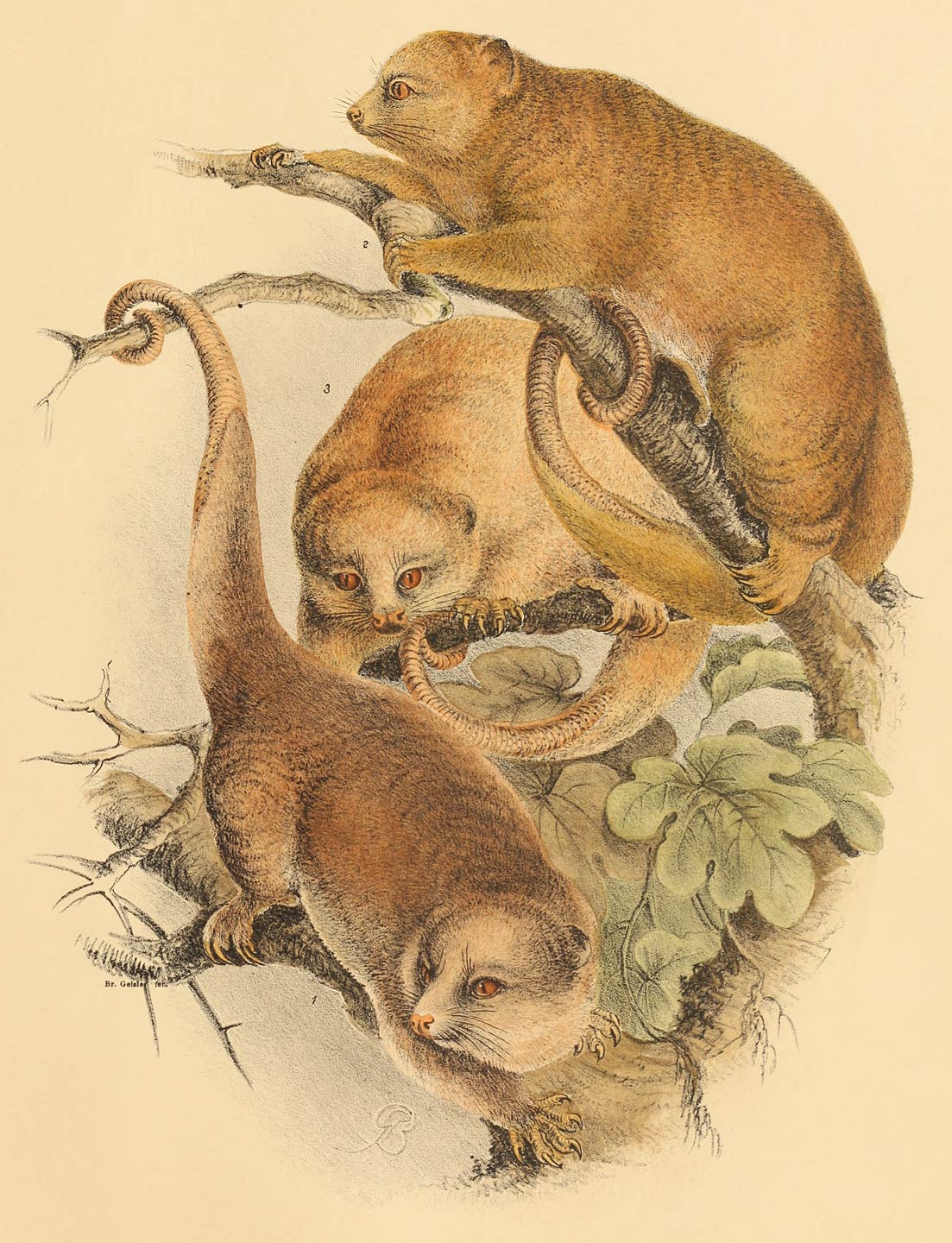 1 Phalanger celebensis (Gr.) 2–3 Phalanger sangirensis A. B. Meyer