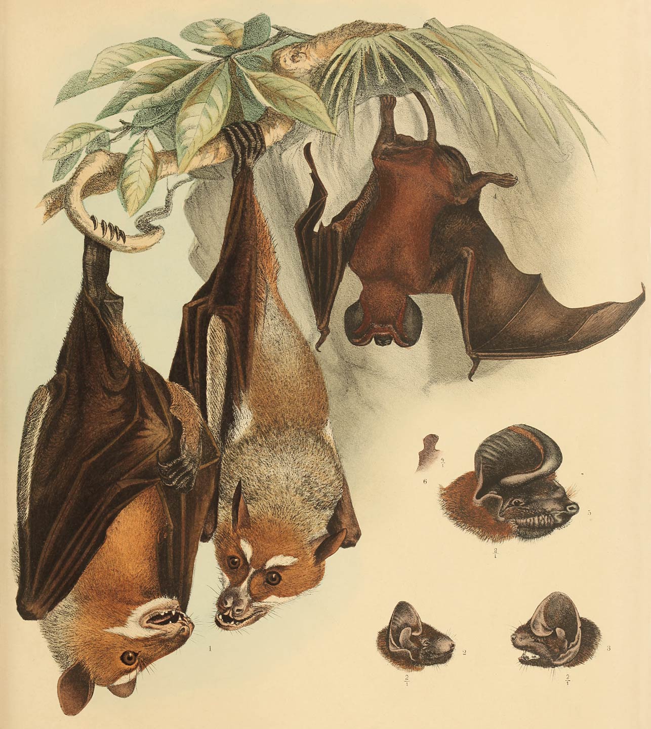1 Pteropus wallacei Gr. 2 Vesperugo petersi n. sp. 3 Vesperugo minahassae n. sp. 4–6 Nyctinomus sarasinorum n. sp.