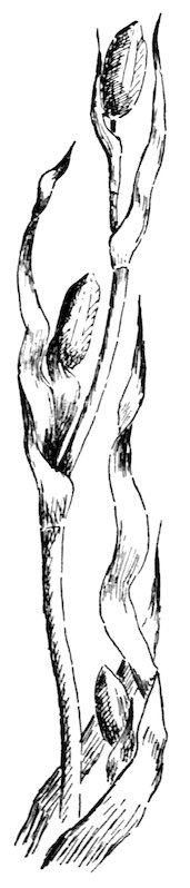 [Ovule]