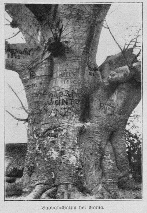 Baobab-Baum bei Boma