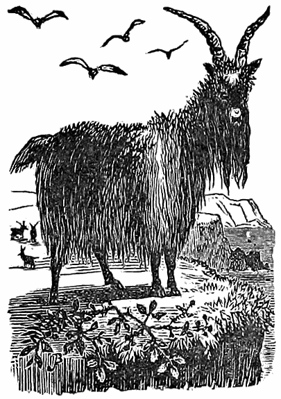 Long-haired goat.