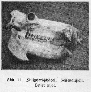 Flußpferdschädel
