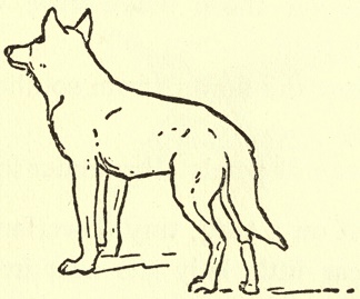 A coyote