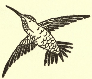 A hummingbird