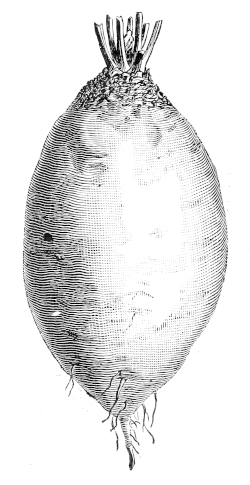 OVOID MANGOLD