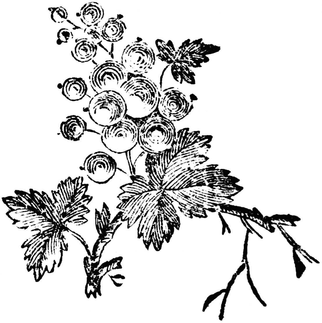 Viñeta ornamental