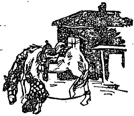 putting hopples on a horse