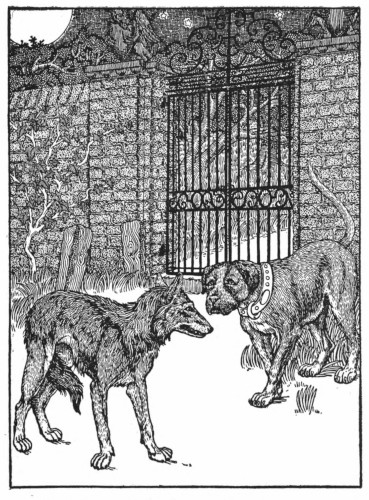 Wolf and house dog