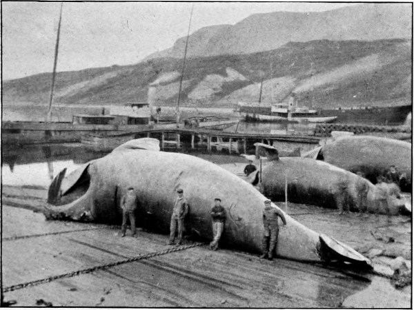 whale