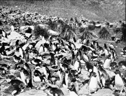 penguin