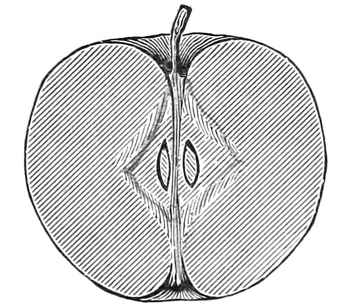 Vertical section of apple