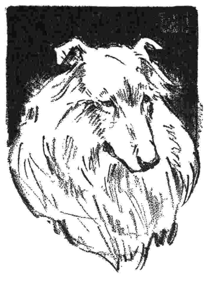 large dog