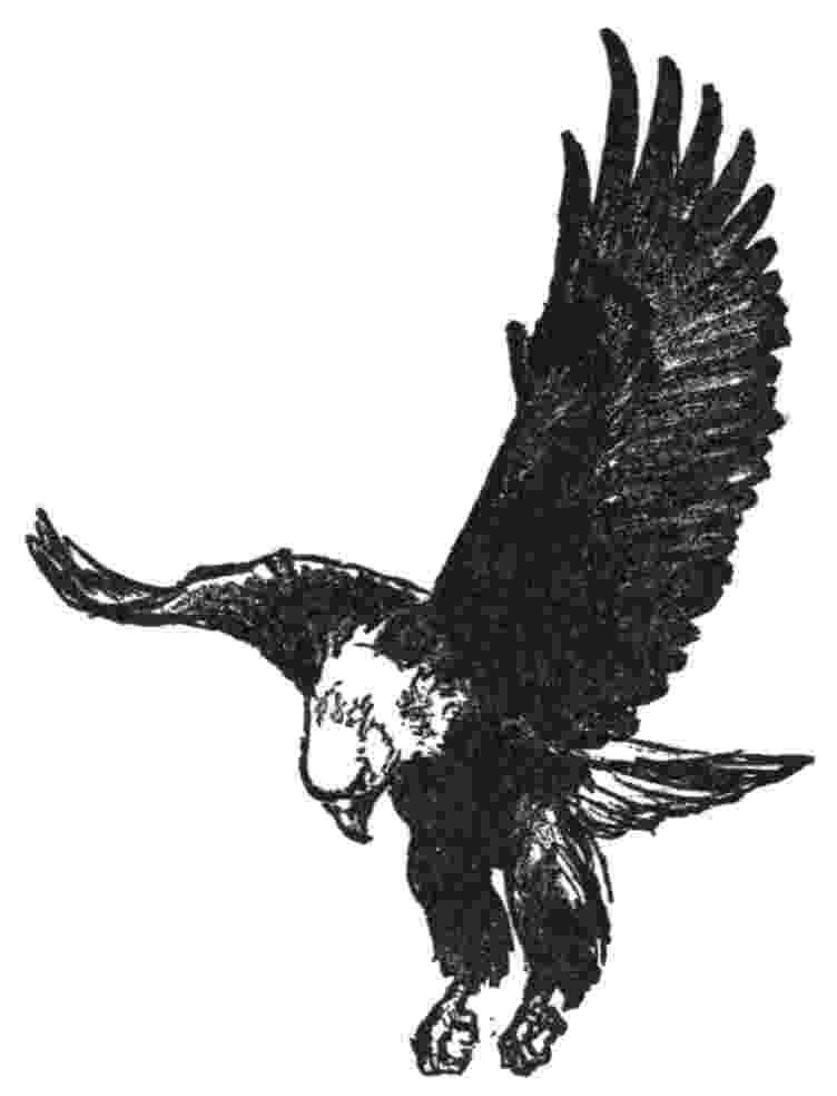 eagle in flight