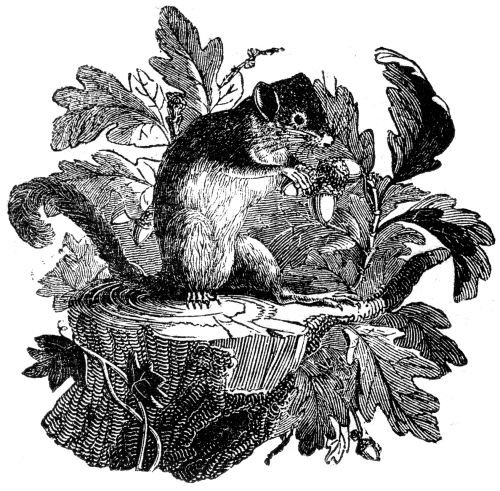 A dormouse sitting on a tree stump.