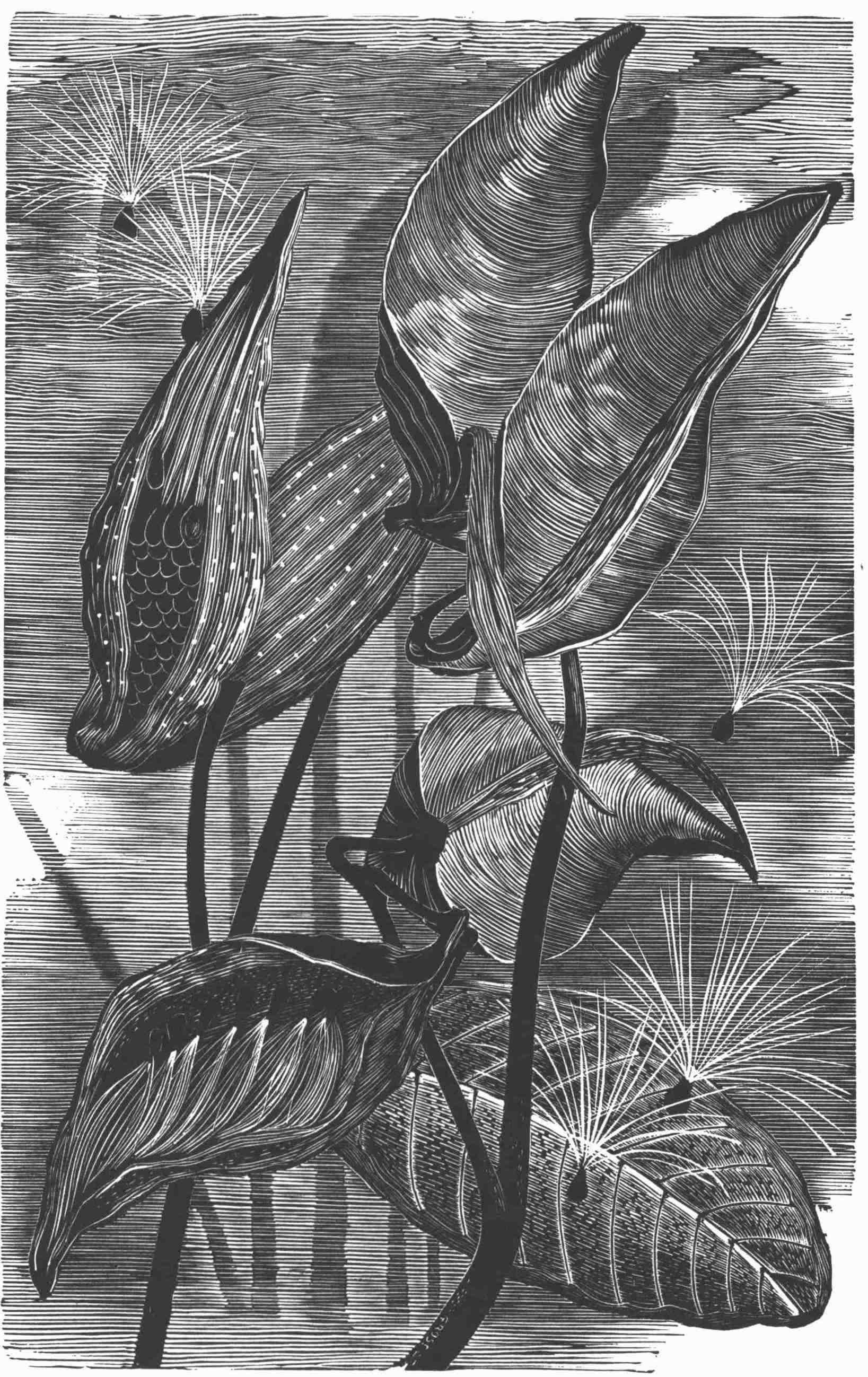 Milkweed