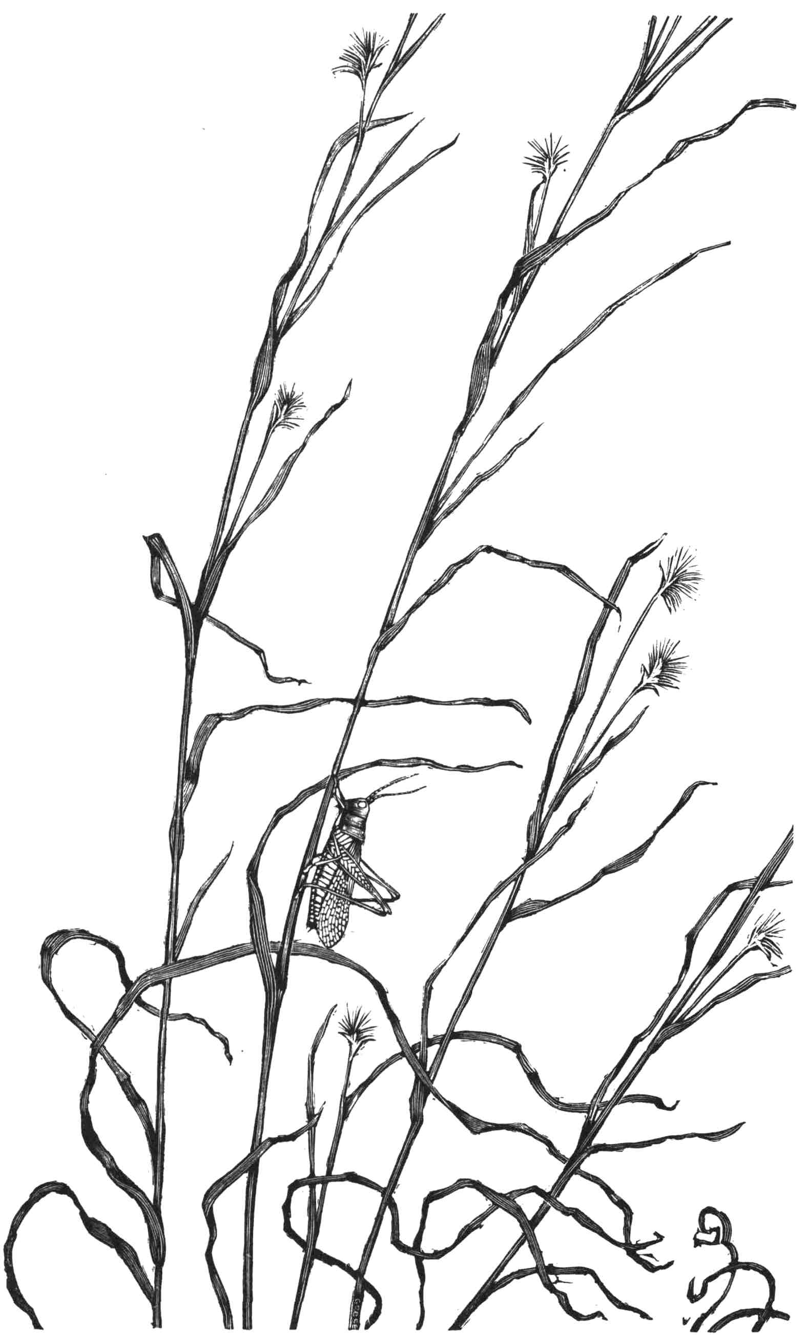 Tall Grass and Insect