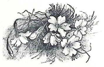 image007