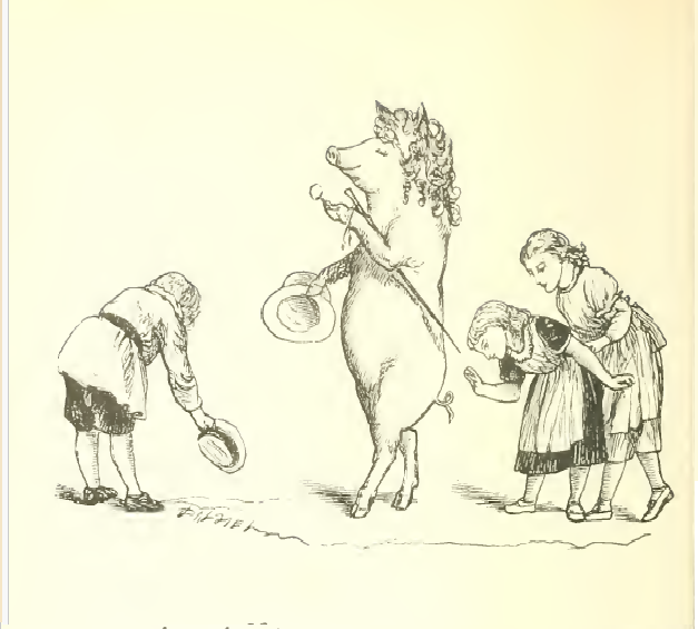 If a pig wore a wig