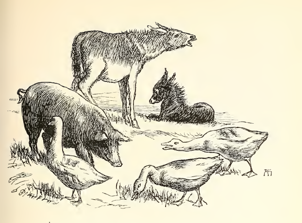 What does the donkey bray about