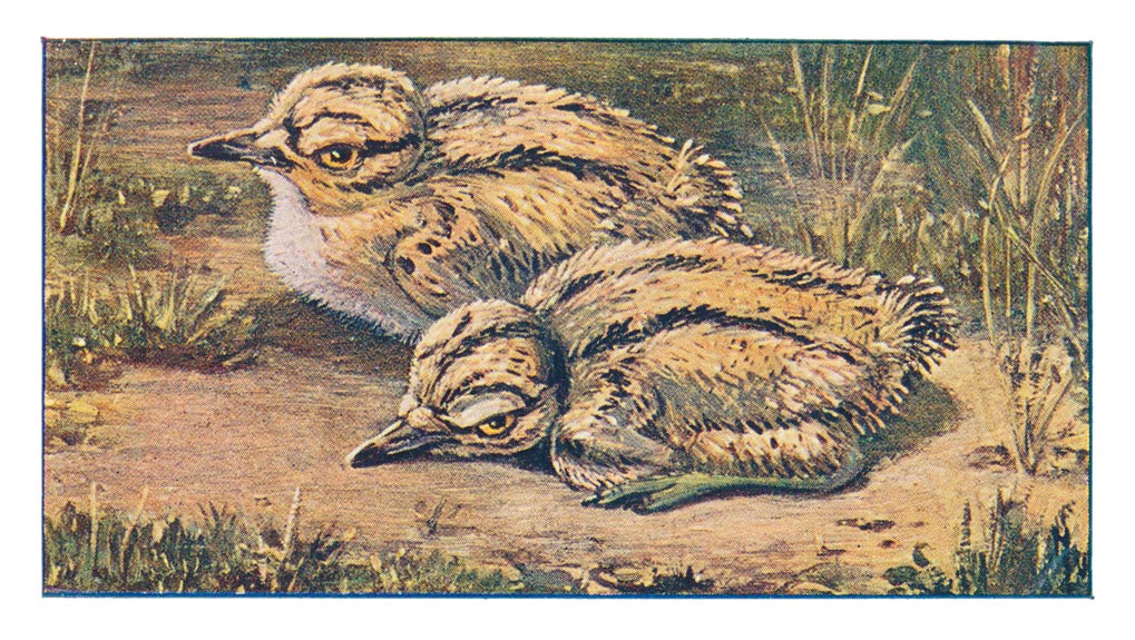 54