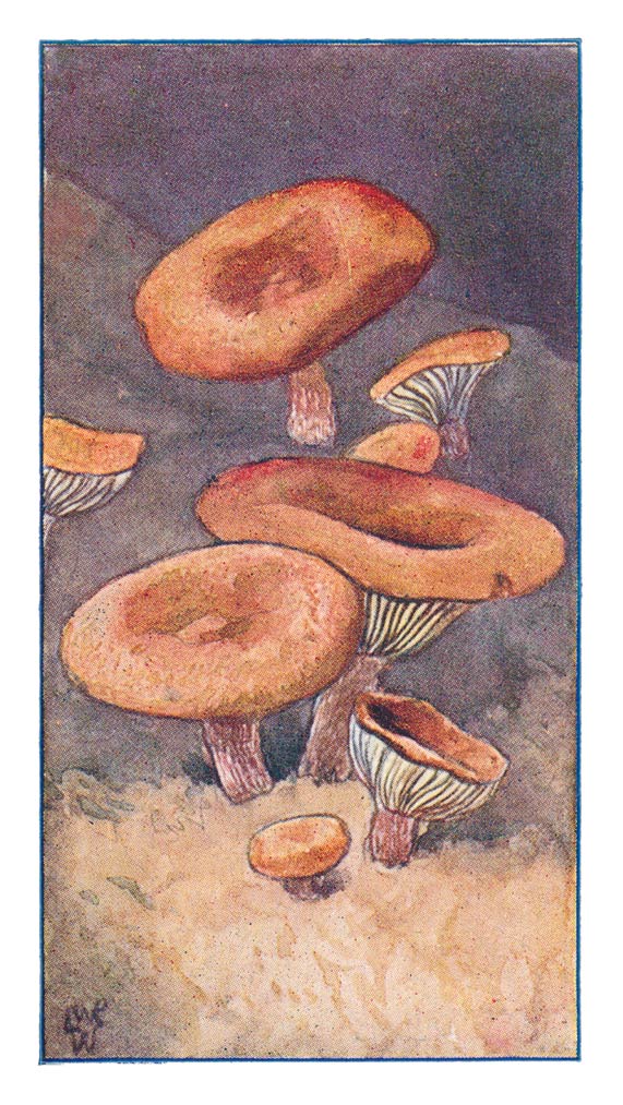 71