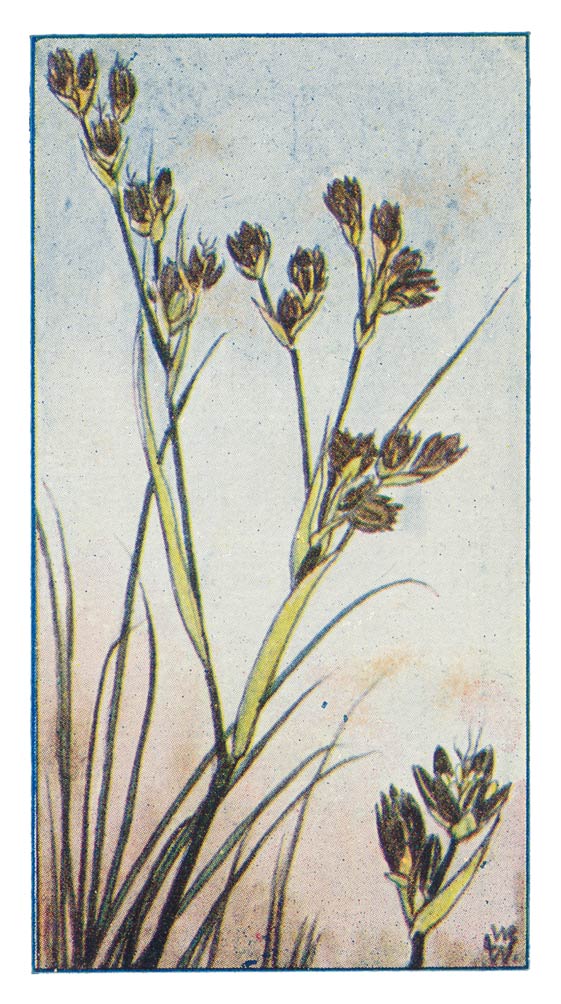 135