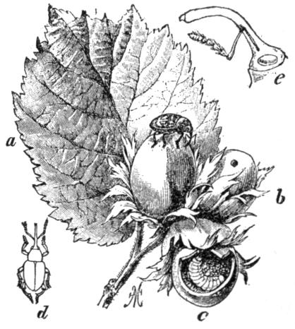 Hazelnut parts with borer