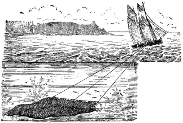 Ornamental illustration of sailing ship trawling net