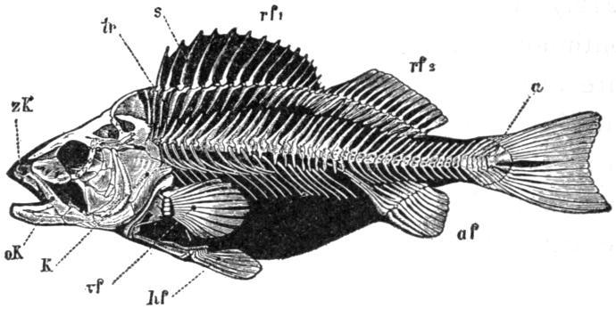 Fish skeleton