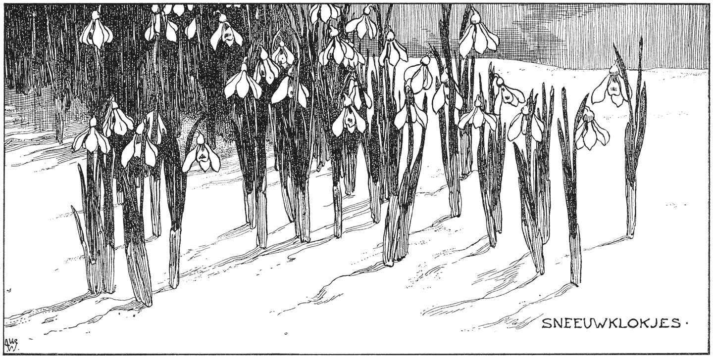 SNEEUWKLOKJES