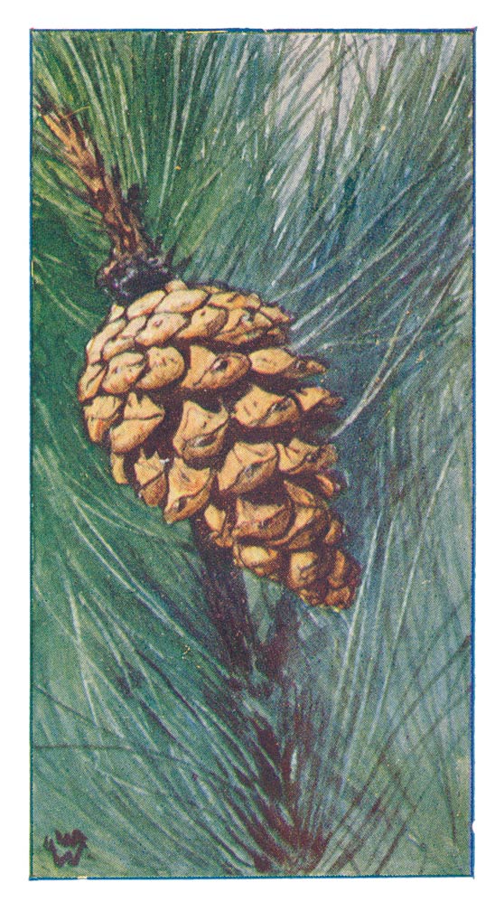 51