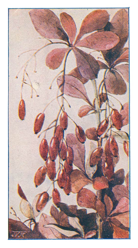 55