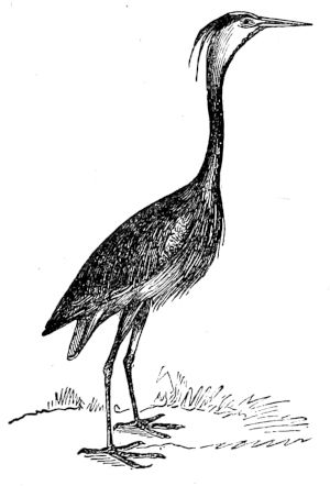 The Crimson Crane