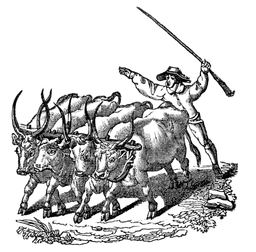 A man drives four head of cattle with a long stick. The cattle are yoked together.