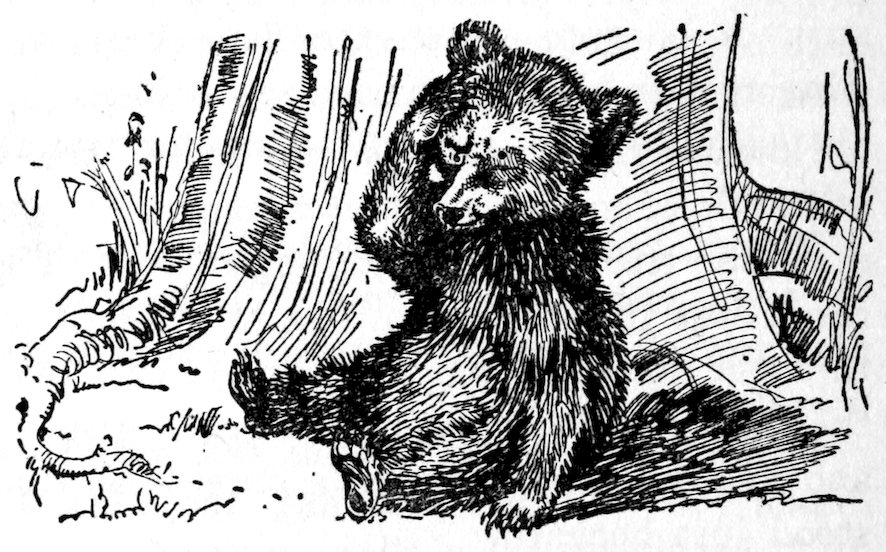 [Bear]
