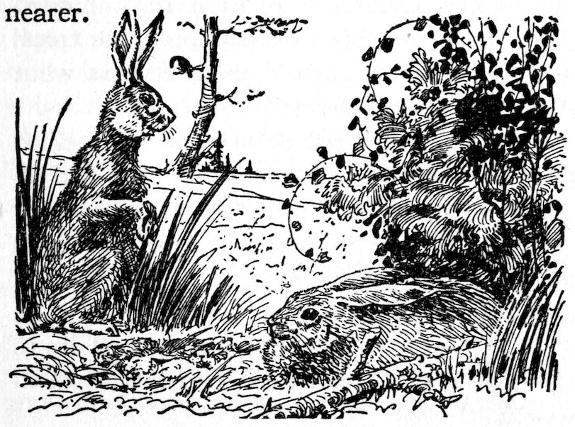 [Rabbits]