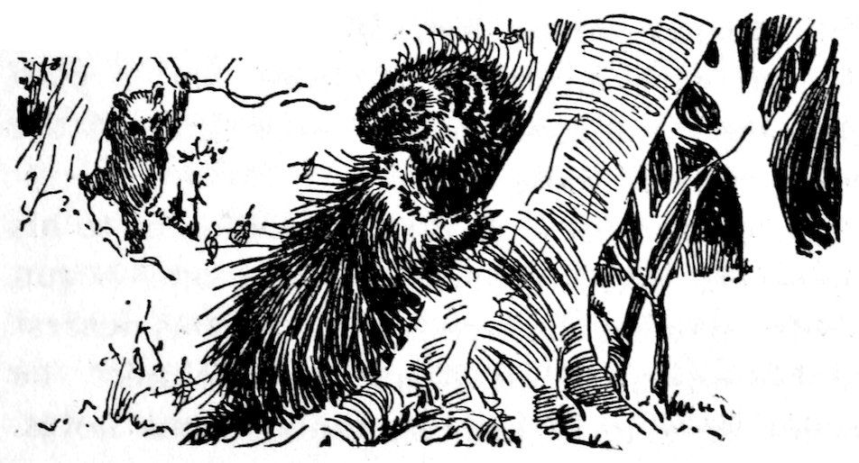 [Porcupine]
