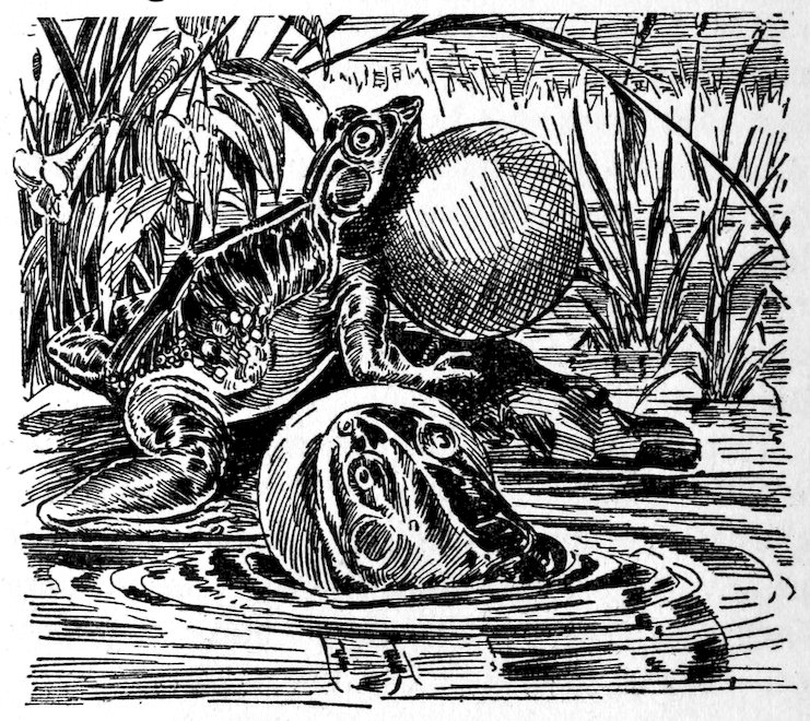 [Frogs]