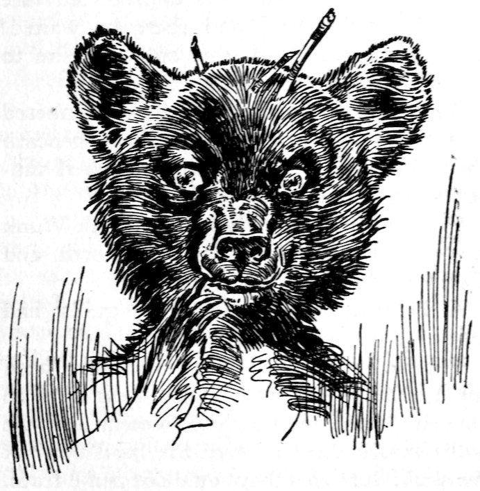 [Bear]