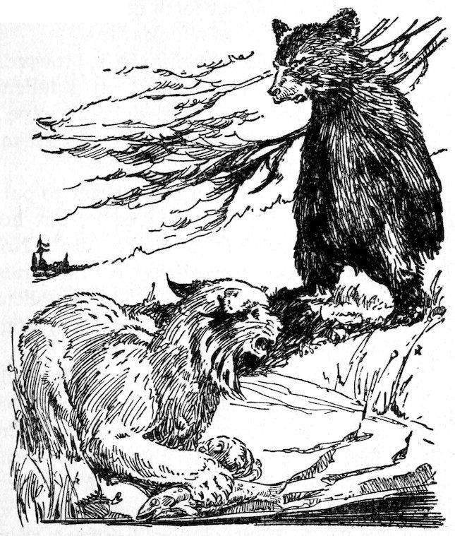 [Bear & lynx]