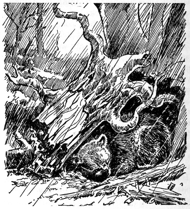 [Bear]