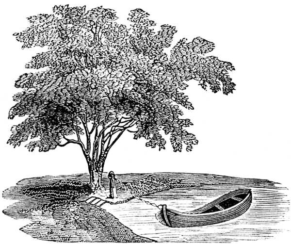 Viñeta ornamental