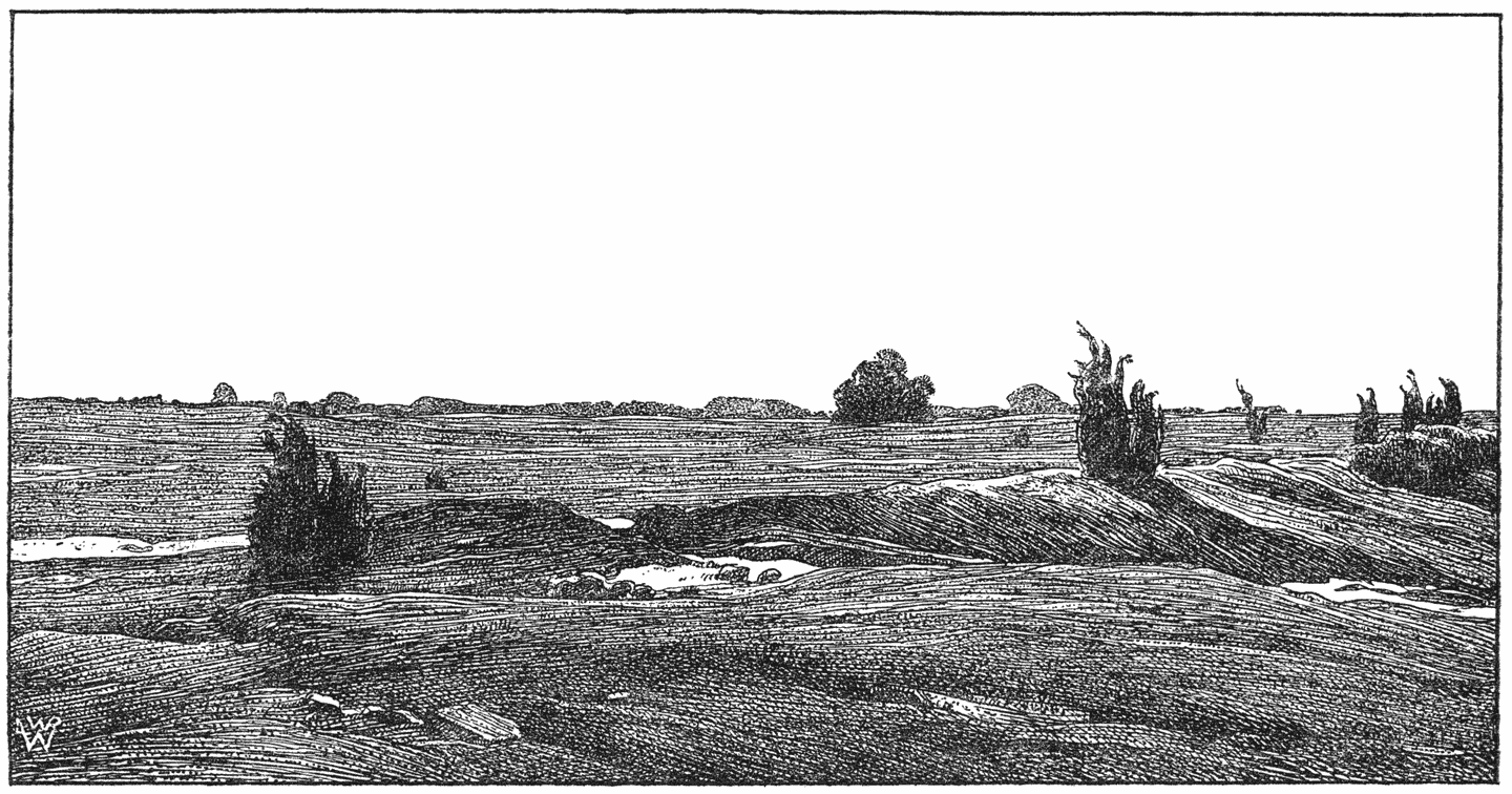 Heide in Brabant.