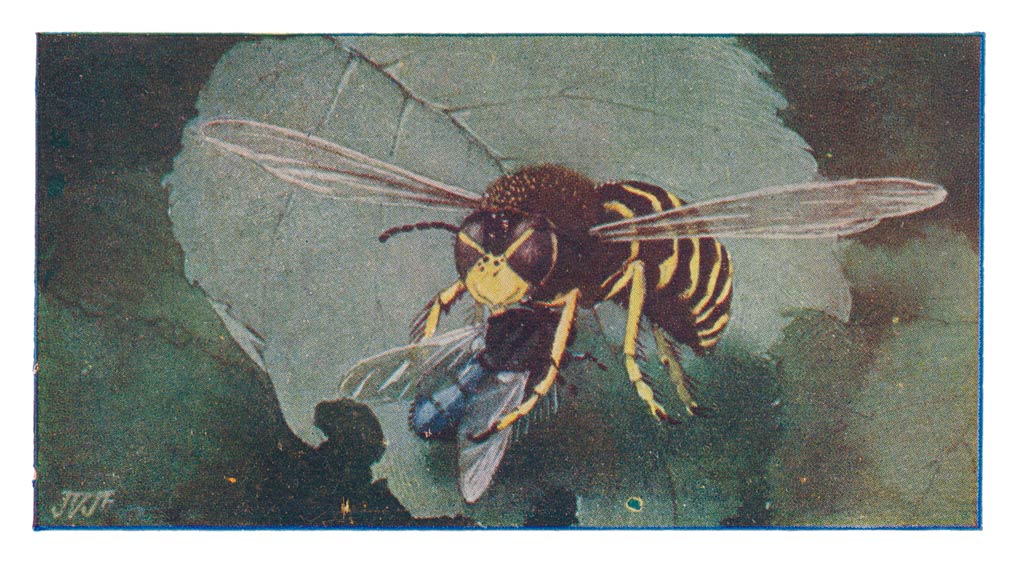 67