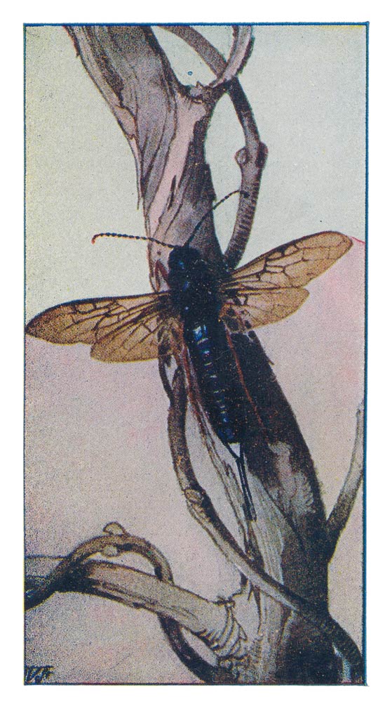 81