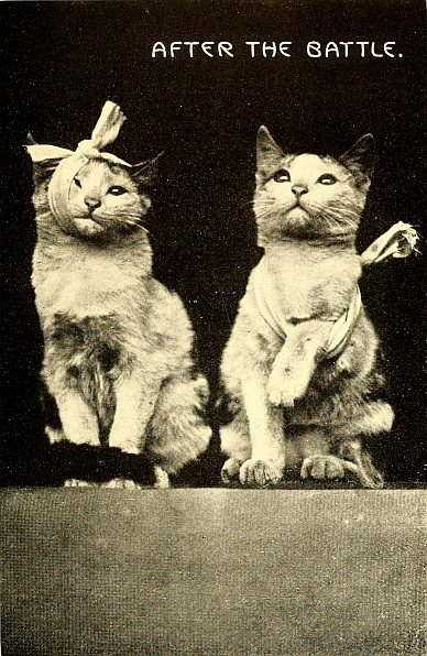 bandaged kittens