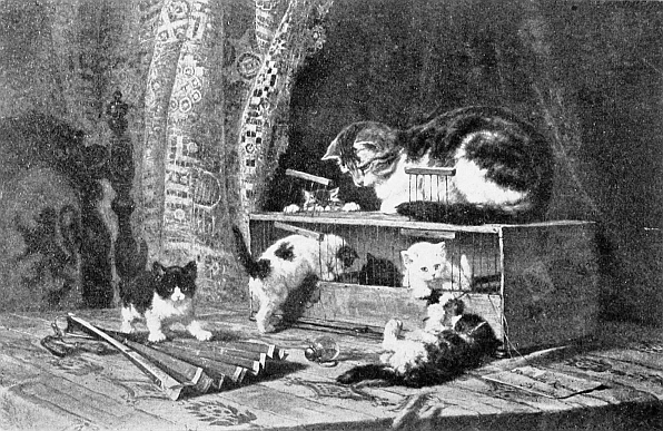 kittens playing
